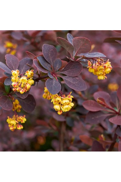 Барбарис Chocolate Summer квіти